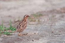 日本鵪鶉