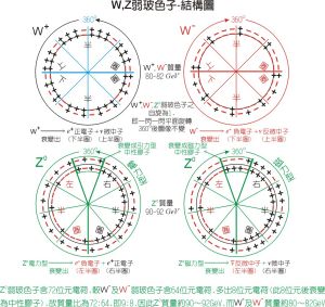 W玻色子 ▪ Z玻色子 -內部結構模型圖