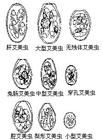 頂復動物亞門