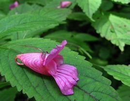 緊萼鳳仙花