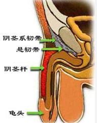 血精