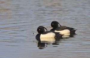 鳳頭潛鴨