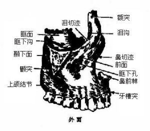 顱骨