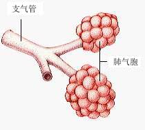 尿毒症肺炎