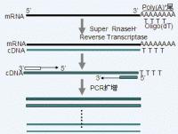 RT-PCR反應原理