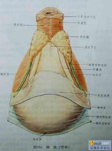 膀胱小細胞癌