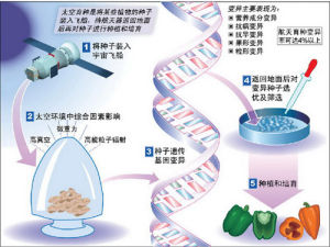 太空育種原理示意圖