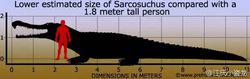 維基百科：帝鱷與人類的比較