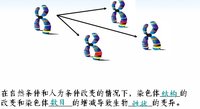 染色體結構變異圖