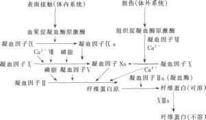 凝血素