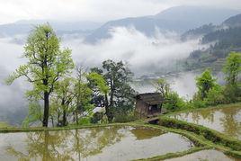 上布村[福建建陽莒口鎮下轄村]