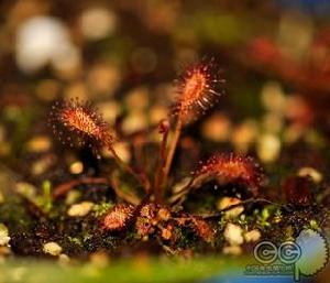 阿飛尼絲茅膏菜