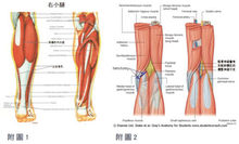 瘦小腿手術