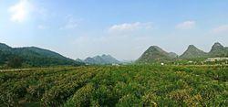 回龍圩柑橘產業園/唐力洋 攝