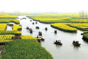 興化縣千島油菜花景區