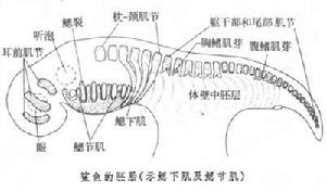 鰓下肌和舌肌