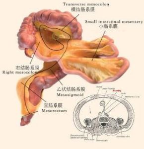腸系膜