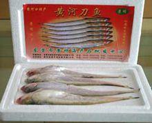 黃河口刀魚