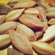 霹靂果pili nut