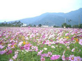 花東縱谷