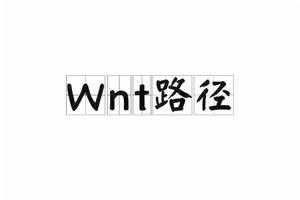 Wnt路徑