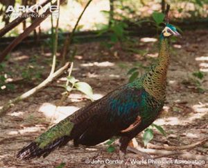 Green peafowl