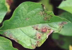 感染了卵菌綱的致病疫霉(Phytophthora infestans)的馬鈴薯