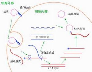 急性脊髓前角灰質炎