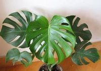 Monstera deliciosa