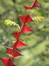 峨眉蛇根草（變型）