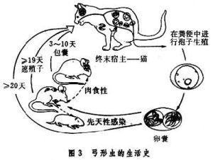 弓形蟲病