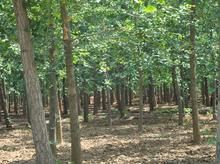 邳州恆源銀杏苗圃場