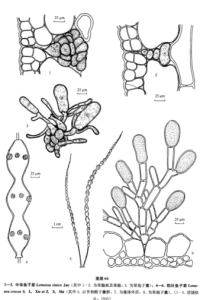 粗壯魚子菜