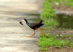 （圖）苦惡鳥屬