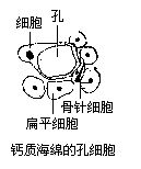 鈣質海綿的孔細胞