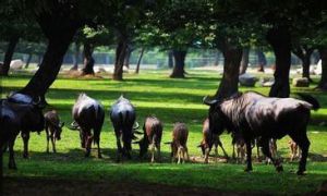 西安秦嶺野生動物園