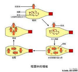 裂解噬菌體