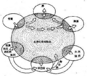 核骨架