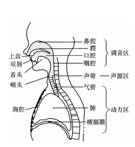 齒齦