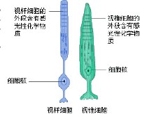 視桿細胞和視錐細胞