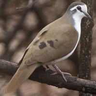 白胸森鳩