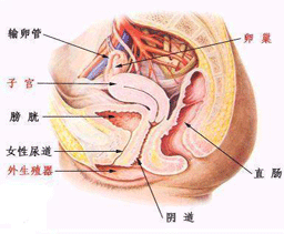 不孕不育症