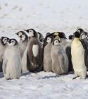 Emperor penguin