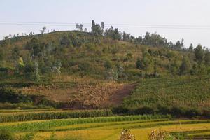 山地種植業