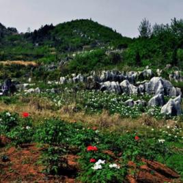 丫山花海石林