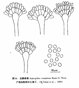 叢簇麴黴