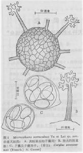 小疣叉絲殼