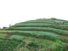 東山村[雲南省德宏盈江縣舊城鎮下轄村]