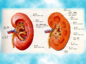 慢性腎功能不全