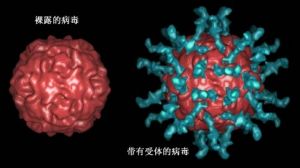 脊髓灰質炎後遺症